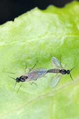 Dark-winged fungus gnats, Sciaridae family of flies. A mating couple on a leaf of a potted plant in an apartment.