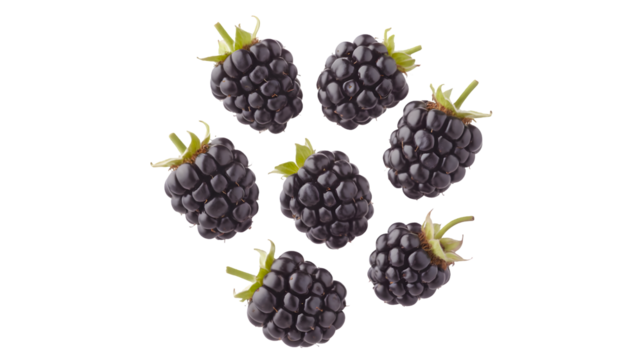A cluster of ripe juicy blackberries with green stems isolated on transparent background