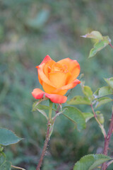 a beautiful rose in the city park