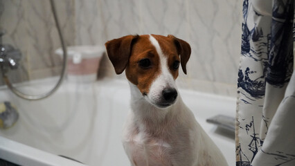 jack rusell terrier dog in the sink