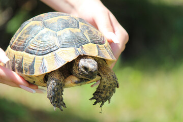 a turtle in the arms of graceful female hands