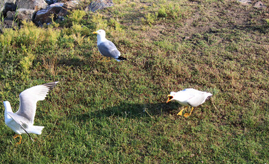 a quarrel, a fight between angry seagulls
