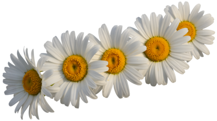 A diagonal line of five white daisy flowers with bright yellow centers isolated on transparent background