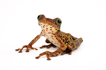 Amazonas-Milchfrosch, Knochenkopflaubfrosch // Manaus slender-legged tree frog (Osteocephalus taurinus) - Amazonas Regenwald