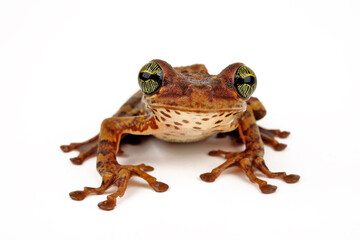 Amazonas-Milchfrosch, Knochenkopflaubfrosch // Manaus slender-legged tree frog (Osteocephalus...