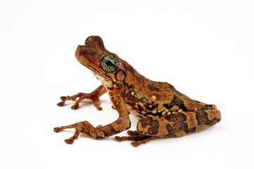Manaus slender-legged tree frog // Amazonas-Milchfrosch, Knochenkopflaubfrosch (Osteocephalus...