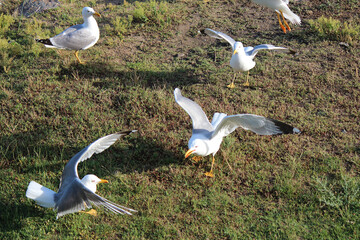 a quarrel, a fight between angry seagulls