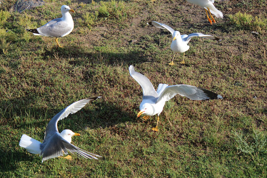 a quarrel, a fight between angry seagulls