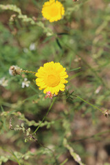 a beautiful flowers in the city park