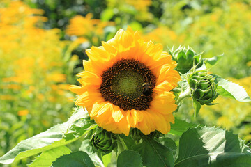 a beautiful sunflowers in the city park