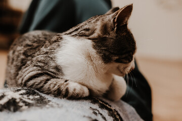 Domestic cat resting indoors, looking away with a curious expression. A beautiful tabby cat is captured in a relaxed pose, showcasing its unique markings and attentive gaze. Feline pet with human.