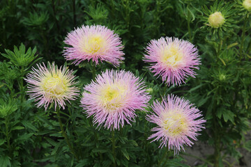 a beautiful flowers in the city park