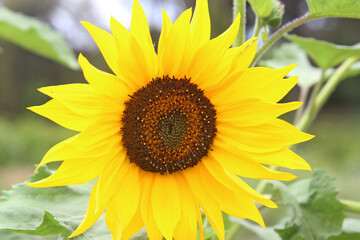 a beautiful sunflowers in the city park