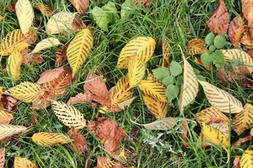 a fallen leaf is a sign of the beginning of autumn