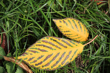 a fallen leaf is a sign of the beginning of autumn