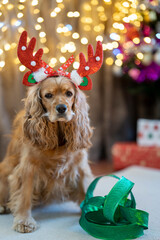 dog in christmas costume