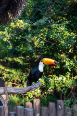 Fototapeta premium Toucan is Neotropical bird in family Ramphastidae in Shanghai wild animal park, China. Vertical image