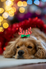 cocker spaniel dog lying in front of a Christmas tree with bokeh lights