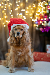 dog wearing santa hat