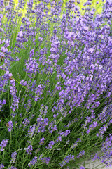 Obraz premium Lavender flowers bloom on a flower bed