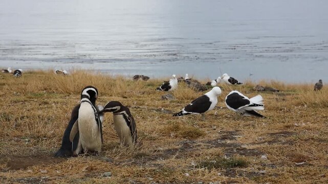 Penguin on Isla Magdalena standing in coastal habitat with natural terrain, wildlife behavior, Patagonian ecosystem, birdlife detail, travel nature footage capturing environmental scene backdrop views