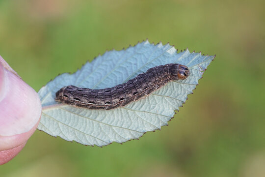 Caterpillar Large Yellow Underwing (Noctua pronuba), family Noctuidae on underside of a leaf of bramble. Early Winter, December, Netherlands.	