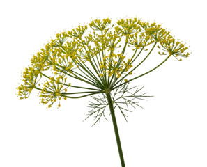 Fototapeta premium Delicate yellow dill flower in nature view botanical beauty isolated on transparent background