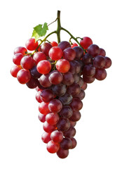 Fototapeta premium Harvesting red grapes in vineyards nature organic fruit isolated on transparent background