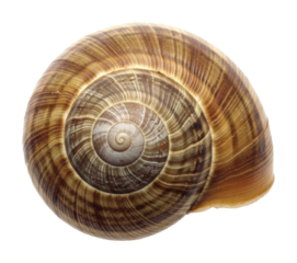 Snail shell nature detail isolated on transparent background