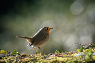 Closeup of european robin standing on the ground with bokeh background