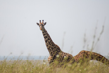 beautiful giraffe on the plain in Serengeti National Park, Tanzania, Africa
