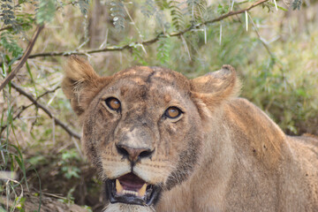 Stunning lioness in savanna in Serengeti National Park, Tanzania, Africa on safari game drive.