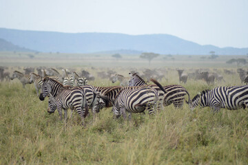 Great migration in Serengeti National Park, Tanzania, Africa on a game drive 