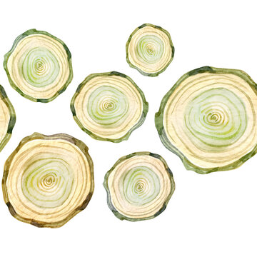 Watercolor seamless border with natural wood slices featuring soft rings and organic textures. Rustic botanical design perfect for eco projects, packaging, invitations, craft decor, and nature