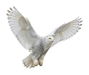 Obraz premium Snowy owl in flight nature scene wildlife aerial view isolated on transparent background