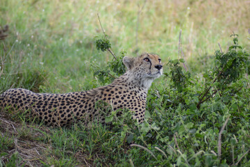 beautiful cheetah looking up under the shade of a tree in Serengeti National Park, Tanzania, Africa on safari game drive.