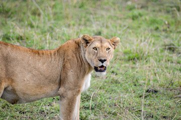 Beautiful lions in Serengeti National Park, Tanzania, Africa on safari game drive. 