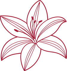 Lily flower line art illustration on a white background Vector