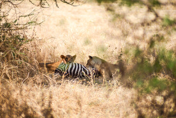 Beautiful lions in Serengeti National Park, Tanzania, Africa on safari game drive. 
