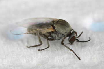 Black flies or blackflies (sometimes called buffalo gnats, turkey gnats, or white socks) are flies in the family Simuliidae. Blood-sucking insects that also bite humans. Pesky parasites. Adult.