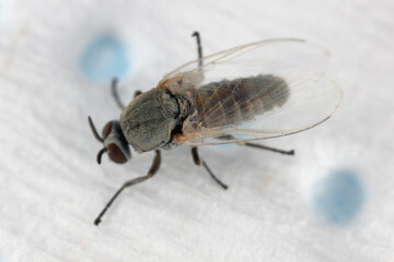 Black flies or blackflies (sometimes called buffalo gnats, turkey gnats, or white socks) are flies in the family Simuliidae. Blood-sucking insects that also bite humans. Pesky parasites. Adult.