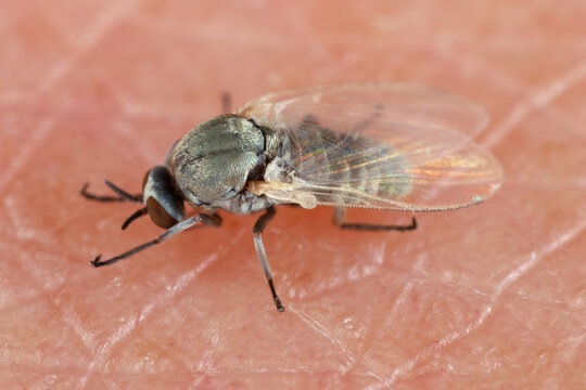 Black flies or blackflies (sometimes called buffalo gnats, turkey gnats, or white socks) are flies in the family Simuliidae. Blood-sucking insects that also bite humans. Pesky parasites. Adult on skin