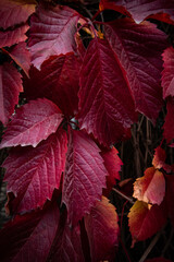 Close-up of red grapevine leaves in autumn