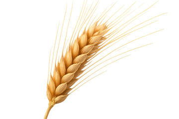 Naklejka premium Golden ripe wheat ear showing grain for agriculture, food production, and baking, with transparent background