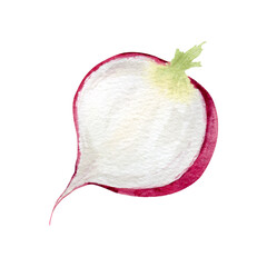 halved fresh red radish root. Isolated hand drawn watercolor food illustration of pulp vegetable. Botanical element for healthy food, culinary design, menu, recipes, kitchen textile