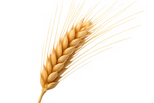 Golden ripe wheat ear showing grain for agriculture, food production, and baking, with transparent background - Powered by Adobe