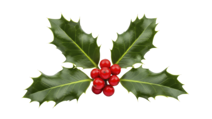 Christmas Holly with Red Berries and Green Leaves on a transparent background, PNG image
