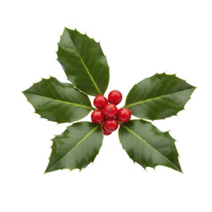 Green holly leaves with bright red berries on a transparent background PNG image