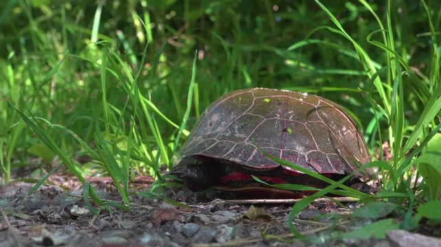 The back of a painted turtle crawling away slowly through grass on a gravel trail in the forest and out of frame.