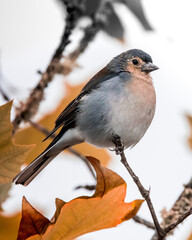 Fringilla coelebs madeirensis. Close-up of a colorful songbird perched on an autumn branch, surrounded by warm-toned fall leaves &ndash; detailed wildlife photography capturing nature&rsquo;s seasonal charm